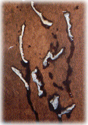 2026/04/4007fa9cf890_Parasite.jpg